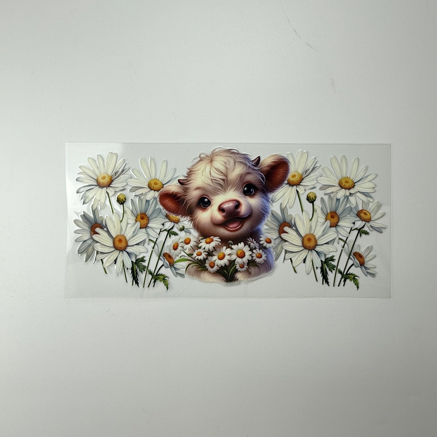 Calf with Daisies