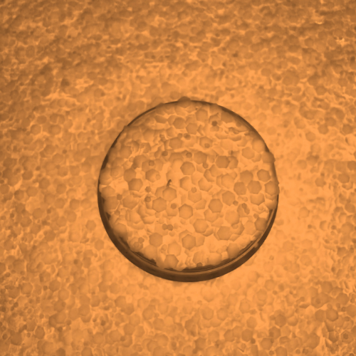 Peachy Ring - Glow