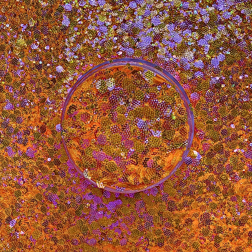 Sunset Platy - Textured