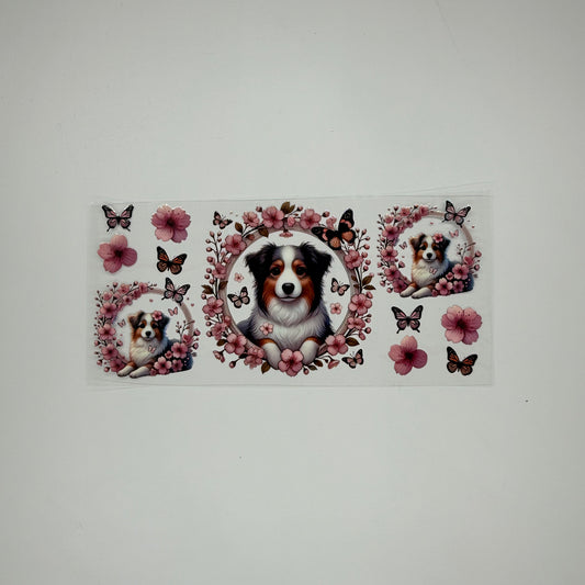 Boarder Collie